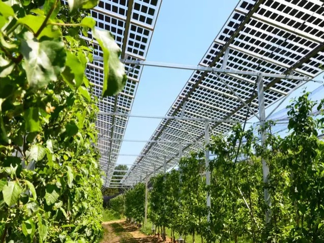 Haidegg (Styria,
                Austria) May 18, 2024: Solar panels protectomg fruit
                trees
