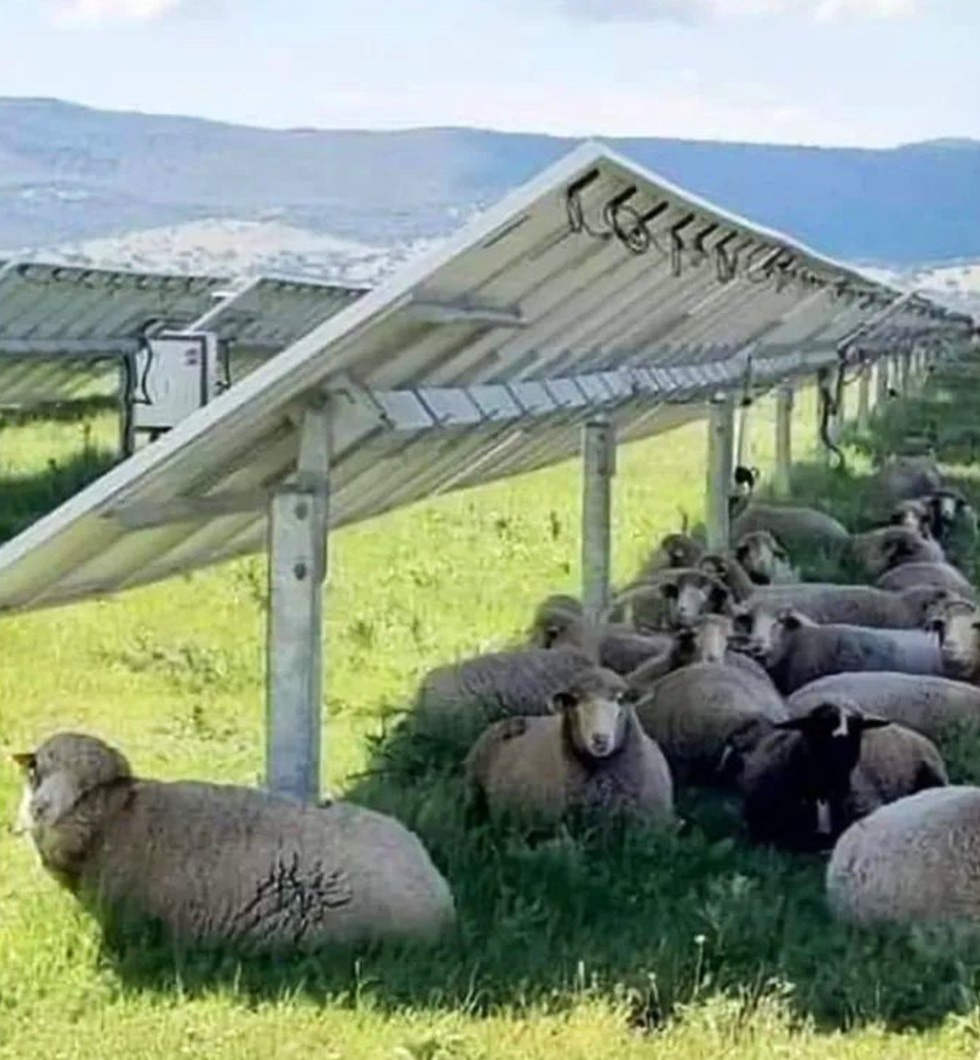 Solarenergie Doppelstock am 3.9.2024: Oben
sind die schiefen Solarpanels (die automatisch
abtropfen) und unten dran sind die Schafe im
Schatten Solarenergie Doppelstock am
3.9.2024: Oben sind die schiefen Solarpanels (die
automatisch abtropfen) und unten dran sind die
Schafe im Schatten