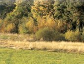 Waldr�nder von ca. 3m
                                  Breite sind das Heim f�r Insekten,
                                  Beerenv�gel und Heckenv�gel und
                                  sollten UNTER NATURSCHUTZ GESTELLT
                                  WERDEN