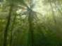 Waldwissen