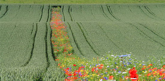 Pestizidfreie
                                            Landwirtschaft:Blühstreifenin
                                            grossen Feldern reduzieren
                                            die Schädlinge um bis zu
                                            61%