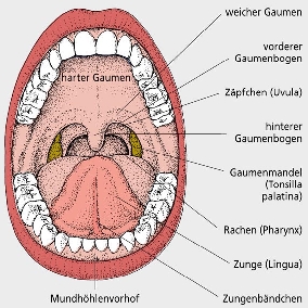Mundschleimhaut, Schema.