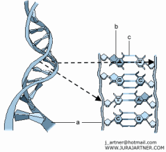 Desoxyribonukleins�ure (DNS), Schema. Die DNS
                      enth�lt Stickstoffgruppen, die mit Quecksilber
                      reagieren, und so wird die Erbsubstanz gesch�digt.
                      Die Schul-"Medizin" will das nicht
                      merken, und die vielen kriminellen, b�rsengeilen
                      Regierungen verhindern das Amalgam bis heute
                      nicht...