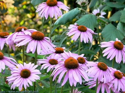 Echinacea angustifolia (equin�cea de
                  hoja estrecha)