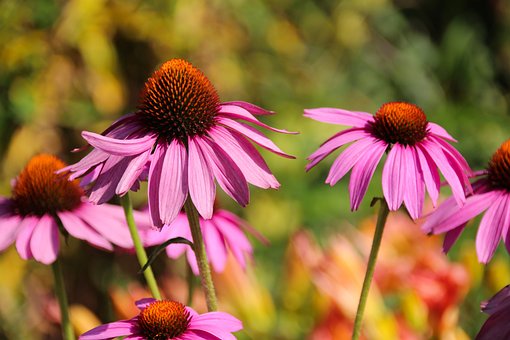 Echinacea purpura
                  (equin�cea p�rpura) en un prado en diferentes colores