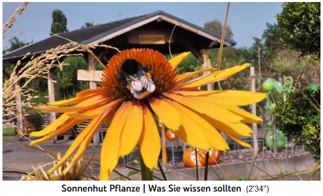 La falsa
                  equin�cea (Echinacea) es muy popular entre las abejas,
                  es una planta ap�cola