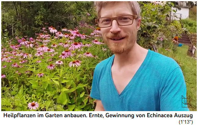 Haga su propia tintura
                  de equin�cea 01, las falsas equin�ceas en rosa