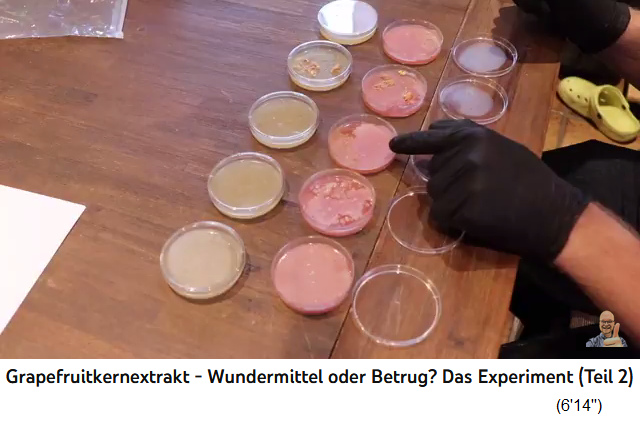 Die antibiotische
                  Wirkung von Grapefruitkernextrakt in Petrischalen mit
                  Nährboden: in hoher Konzentration wirkt es
                  antibakteriell: Video: Grapefruitkernextrakt -
                  Wundermittel oder Betrug? Das Experiment (Teil 2)
                  (18'41'')