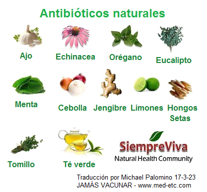 Antibi�ticos naturales: ajo, equin�cea, or�gano,
              eucalipto, menta, cebollas, jengibre, limones / limas,
              champi�ones, tomillo, t� verde - y en la foto falta: miel
              y r�bano picante