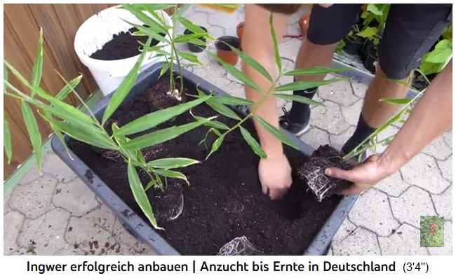 El jengibre se saca de la maceta y se
                  planta en un cubo 03