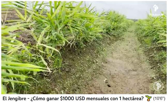 El jengibre crece en diques amontonadas, cada
                  grieta que viene debe ser tapada con m�s tierra