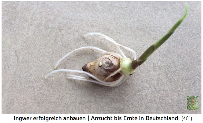 Nun
                kommen neue Ingwerwurzeln in Weiss