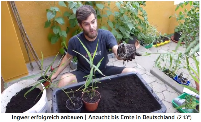 El jengibre se saca de la maceta y se
                  planta en un cubo 01