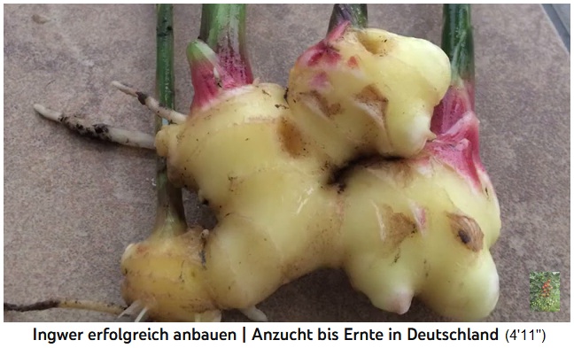 Ra�z de jengibre
                cultivada en Alemania despu�s de 6 meses de
                aproximadamente 8 cm