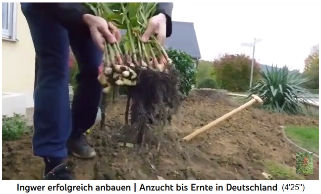 Ra�ces de jengibre reci�n cosechadas en
                  un manojo