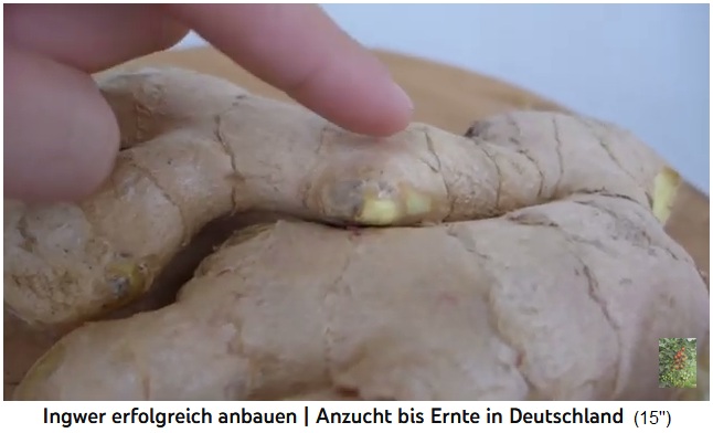 Ra�z de jengibre con ojos, habr� nuevos brotes