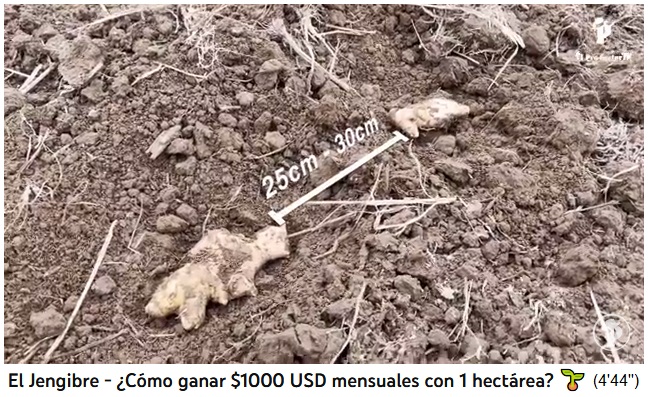 La distancia al sembrar los
                  rizomas de jengibre es de 25 a 30 cm