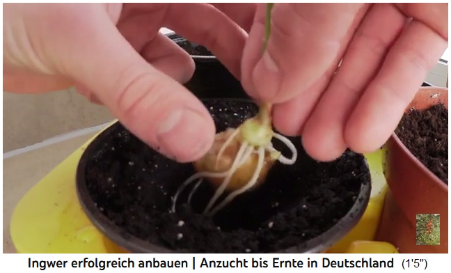 El
                  jengibre es plantado en una maceta