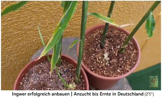 El
                  jengibre desarrolla tallos altos