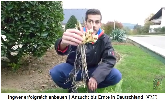 Las ra�ces de jengibre m�s grandes en Alemania se
                  obtuvieron en un suelo arcilloso de loess suelto