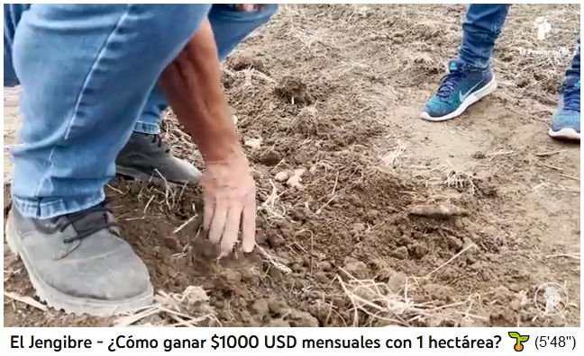 Los rizomas de jengibre sembrados se cubren