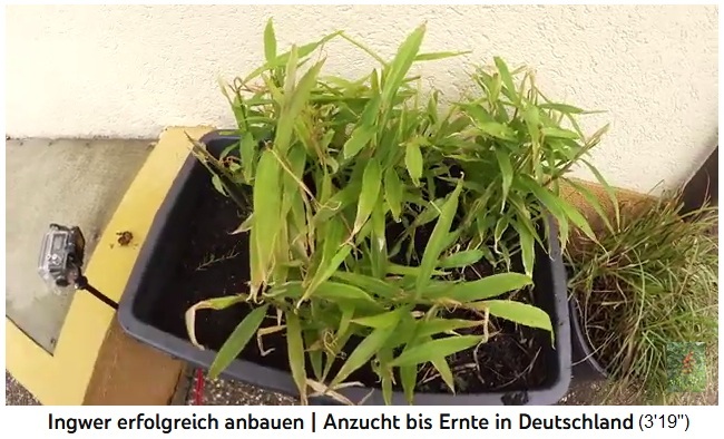 Algunas plantas de jengibre creciendo en tinas