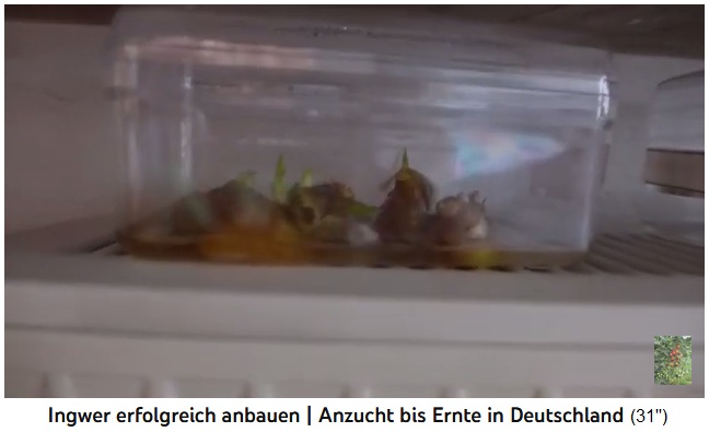 Cultivo de jengibre en una caja
                  transparente con 1cm de agua