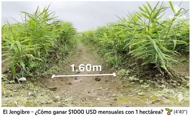 Campo de
              jengibre en Santo Domingo, la distancia entre las hileras
              de plantas es de 1,6m