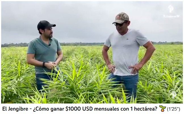 Campo de jengibre en la Rep�blica Dominicana