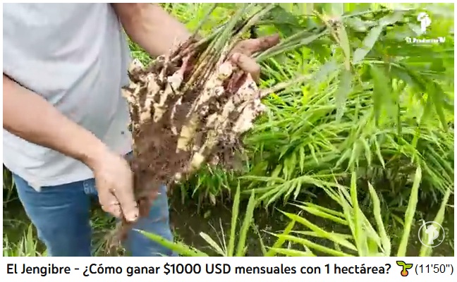 Cosecha de jengibre: Se cosecha una ra�z de
              jengibre