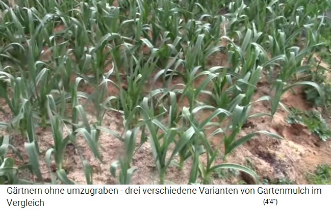 Bancal de ajos en Irlanda con mantillo de serr�n