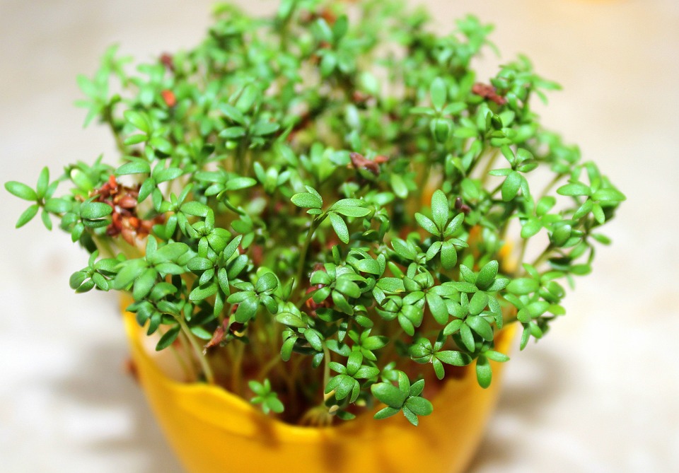 Watercress in a pot