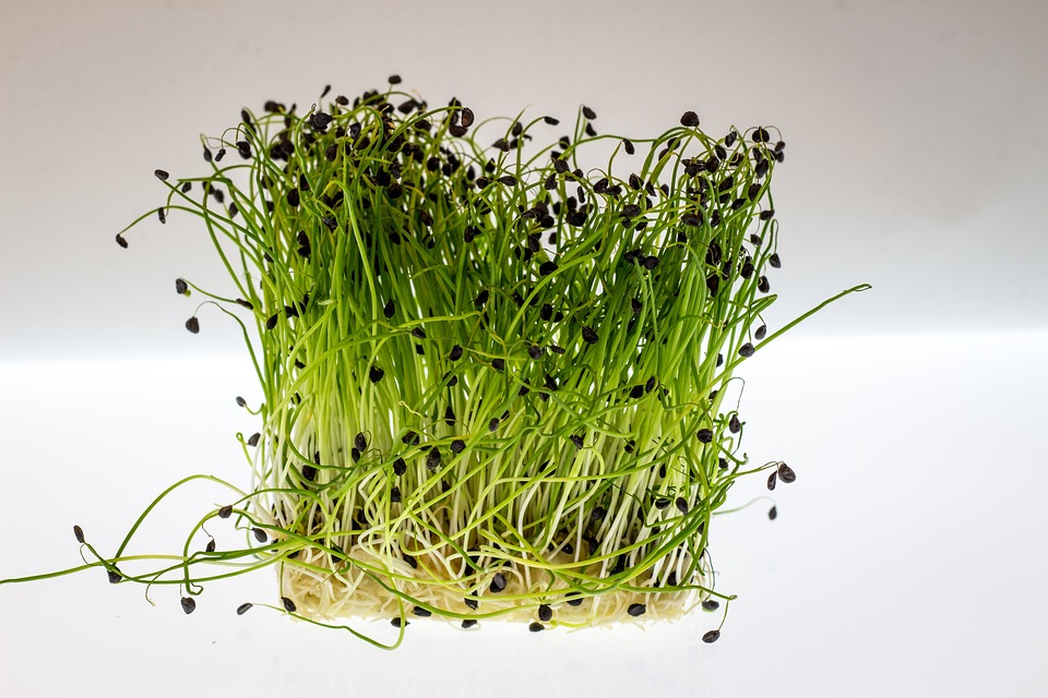 Watercress sprouts