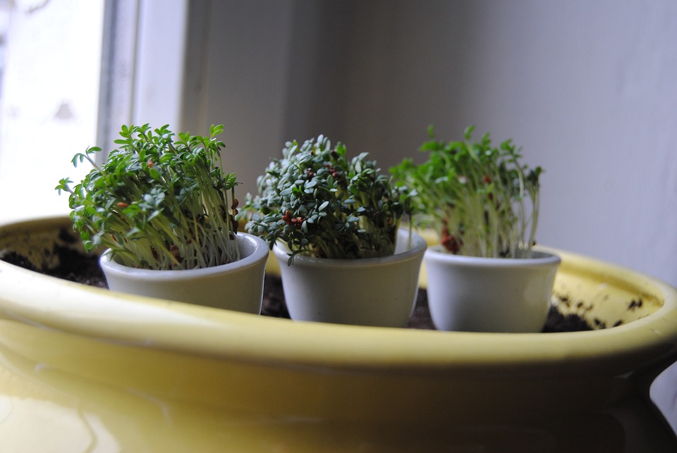 Watercress
              growing in small bowls