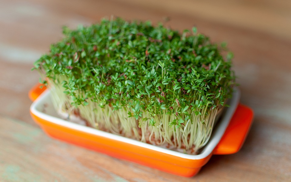 Watercress
              growing in a bowl