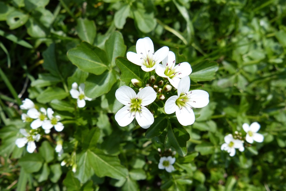 watercress flowers