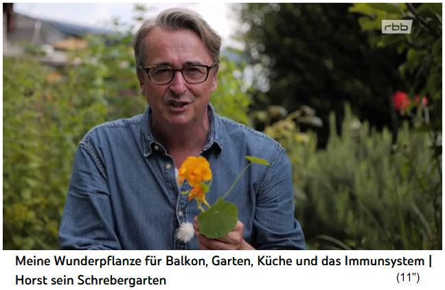 Horst with Indian cress (nasturtium)