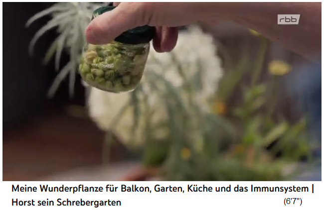 Nasturtium seeds after 1
                    night in salt with the liquid drawn out