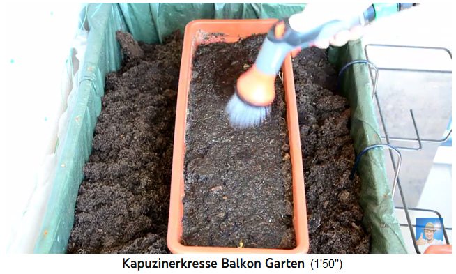 The balcony box with nasturtium
                        needs water