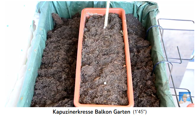Bamboo stick pushes seeds into the soil