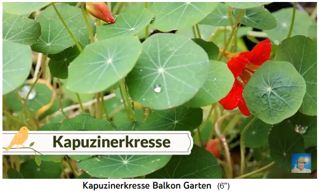 Indian cress (nasturtium) with
                            flowers