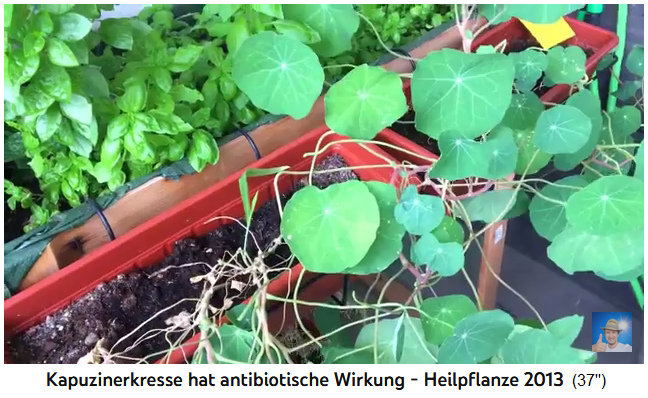 Indian cress
                            (nasturtium) on balcony, only the leaves