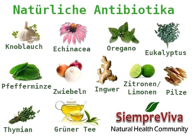 Antibiotiques naturels: ail, �chinac�e, origan,
              eucalyptus, menthe poivr�e, oignons, gingembre,
              citrons/citrons verts, champignons, thym, th� vert - et
              sur la foto manque: le miel