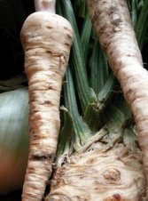 Ra�ces de
              r�bano picante de Polonia