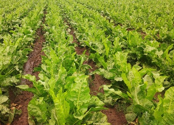 Campo de r�bano
              picante