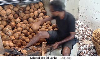 Ein Kokosarbeiter greift sich eine Kokosnuss