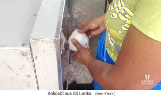 Das Fruchtfleisch (Kopra) wird von Hand mit Messer an einem Prellbock geschlt 03 mit Schlmaschine