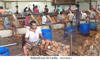 coconut workers are removing the shells with machetes in a working hall