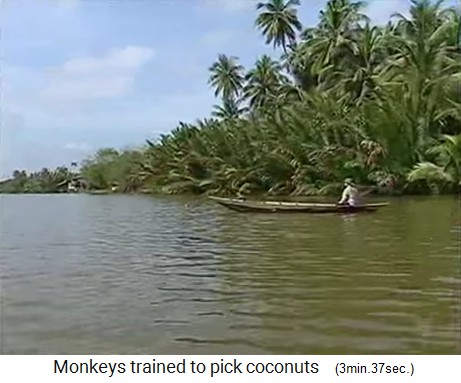 The coconut monkey is also
                  fishing coconuts from the waters 5