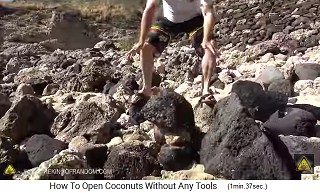 The big stone lands on
                  the top of the coconut, this is repeated several
                  times
